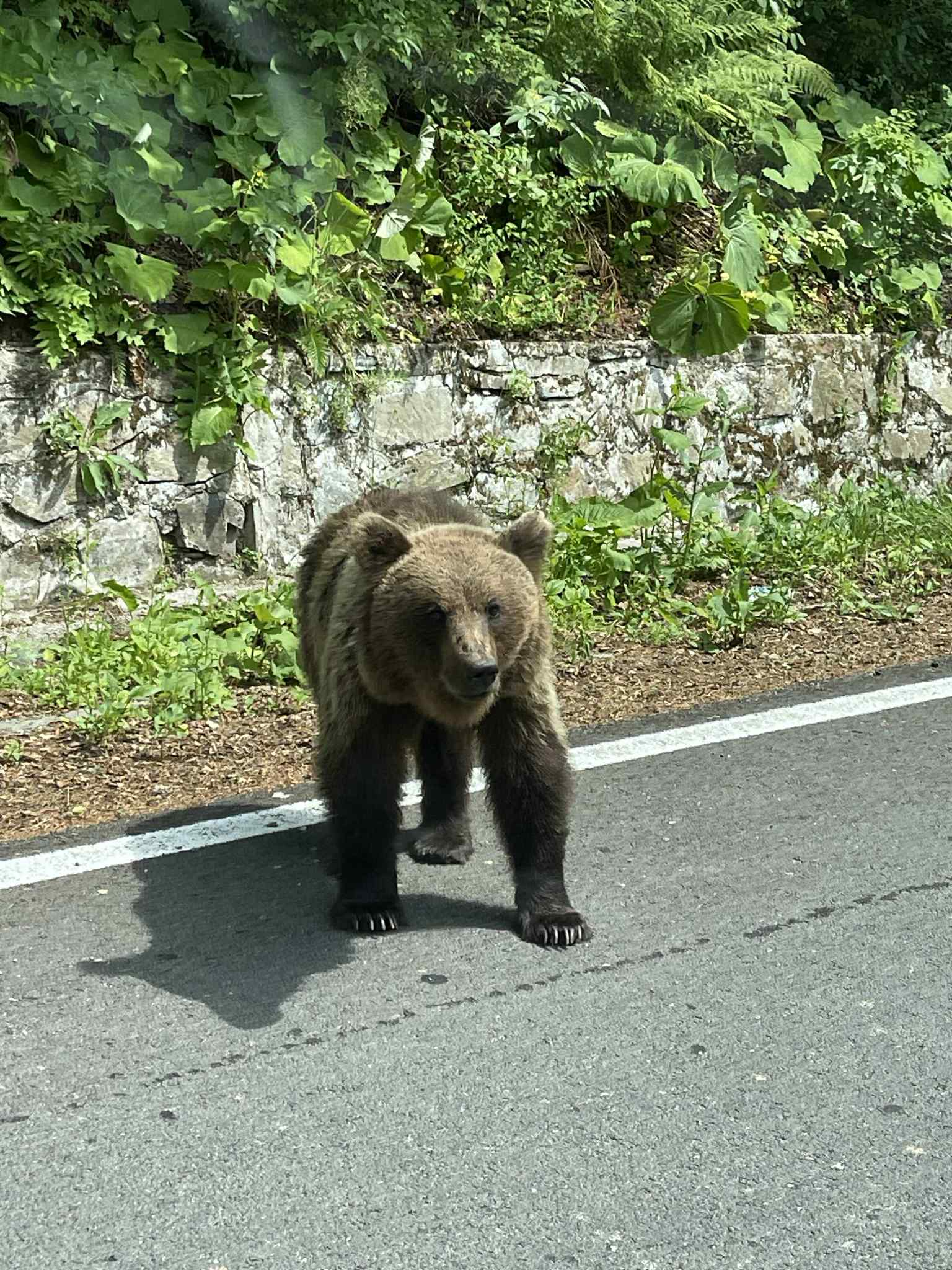 Rumunija | žygis Karpatuose