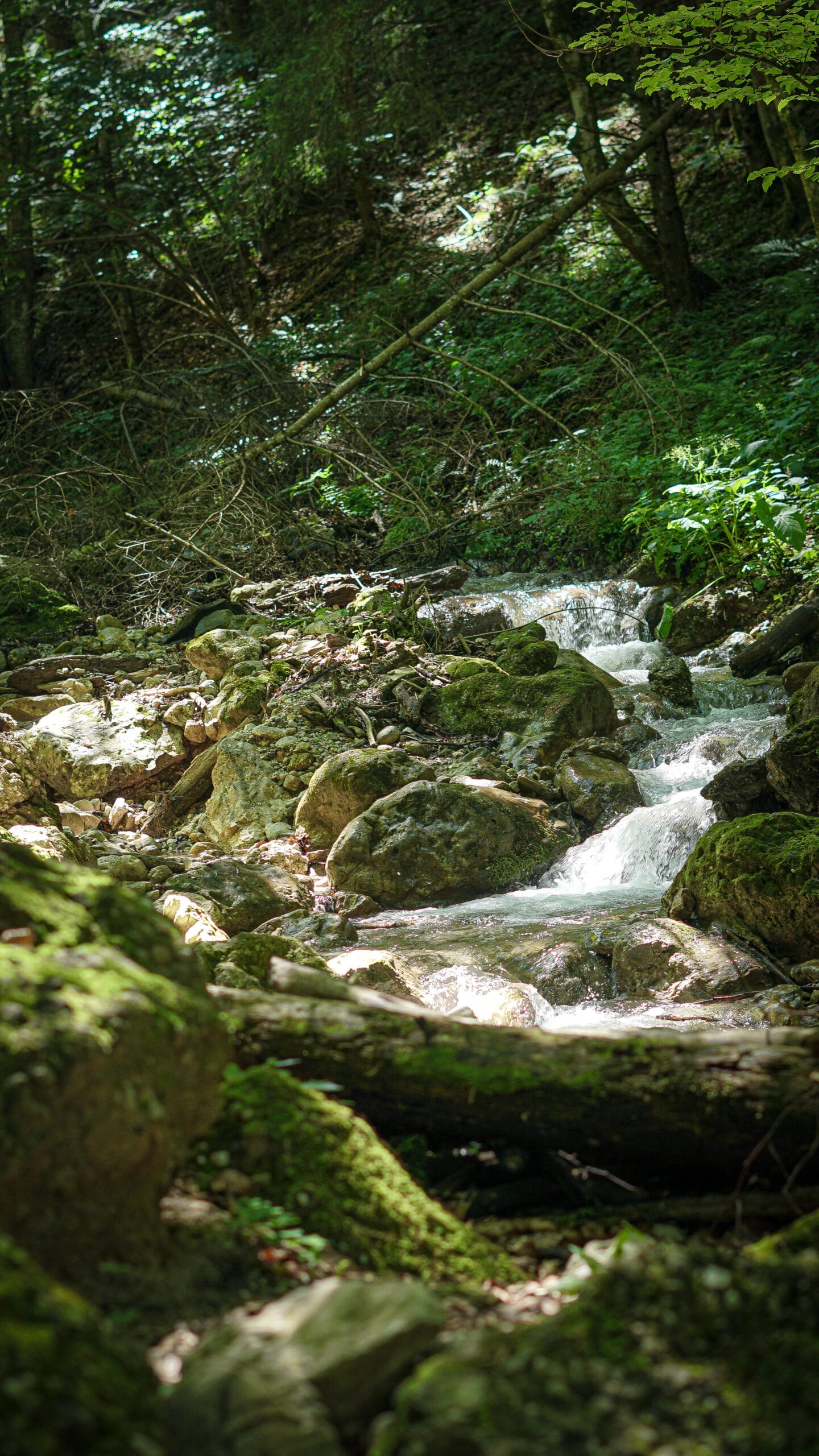 Rumunija | žygis Karpatuose