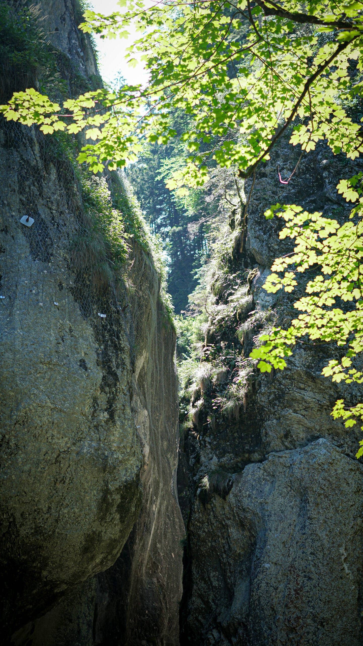 Rumunija | žygis Karpatuose