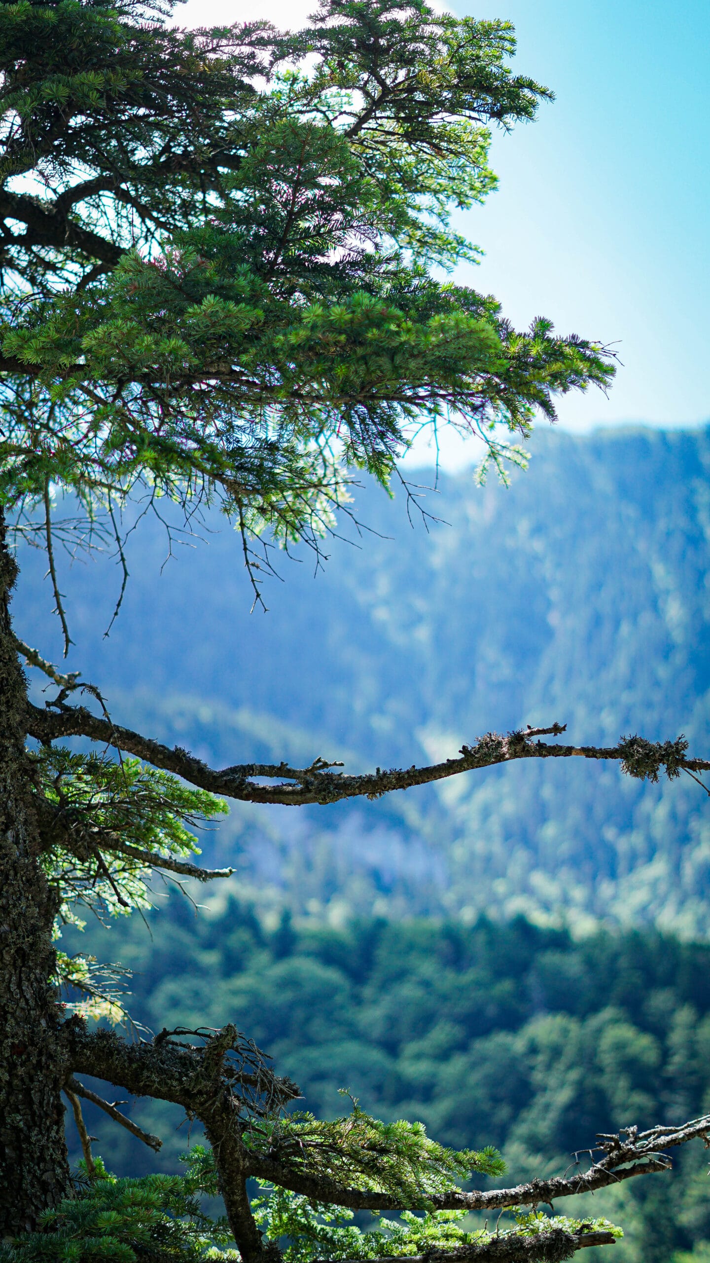 Romania | Hiking in the Carpathian mountains