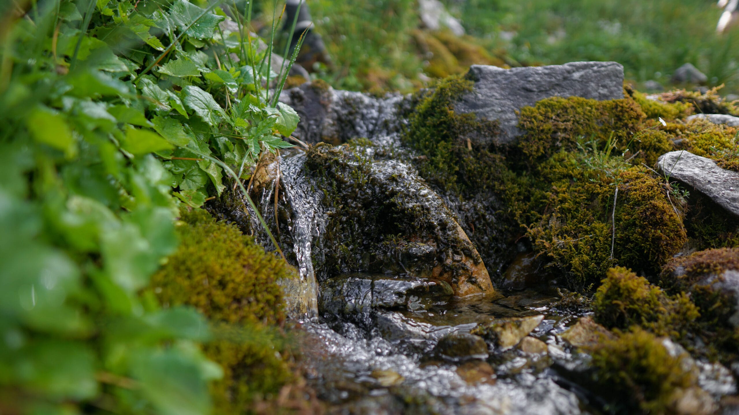 Rumunija | žygis Karpatuose
