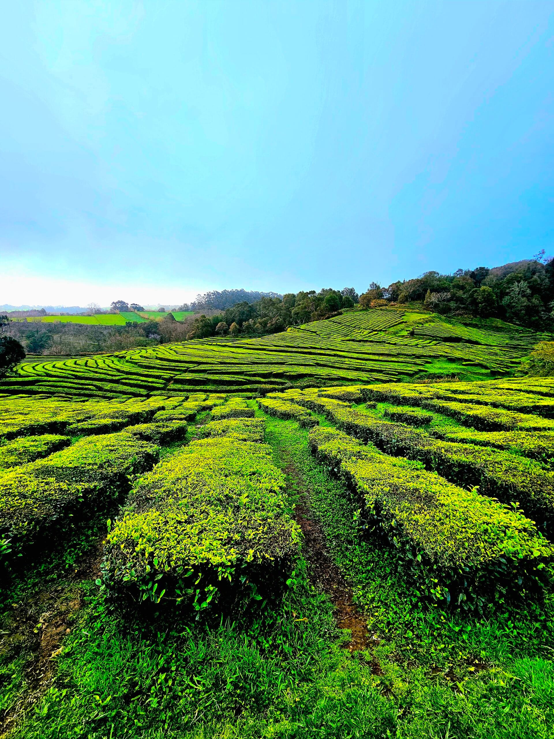 Žygis Azoruose – gamtos rojus