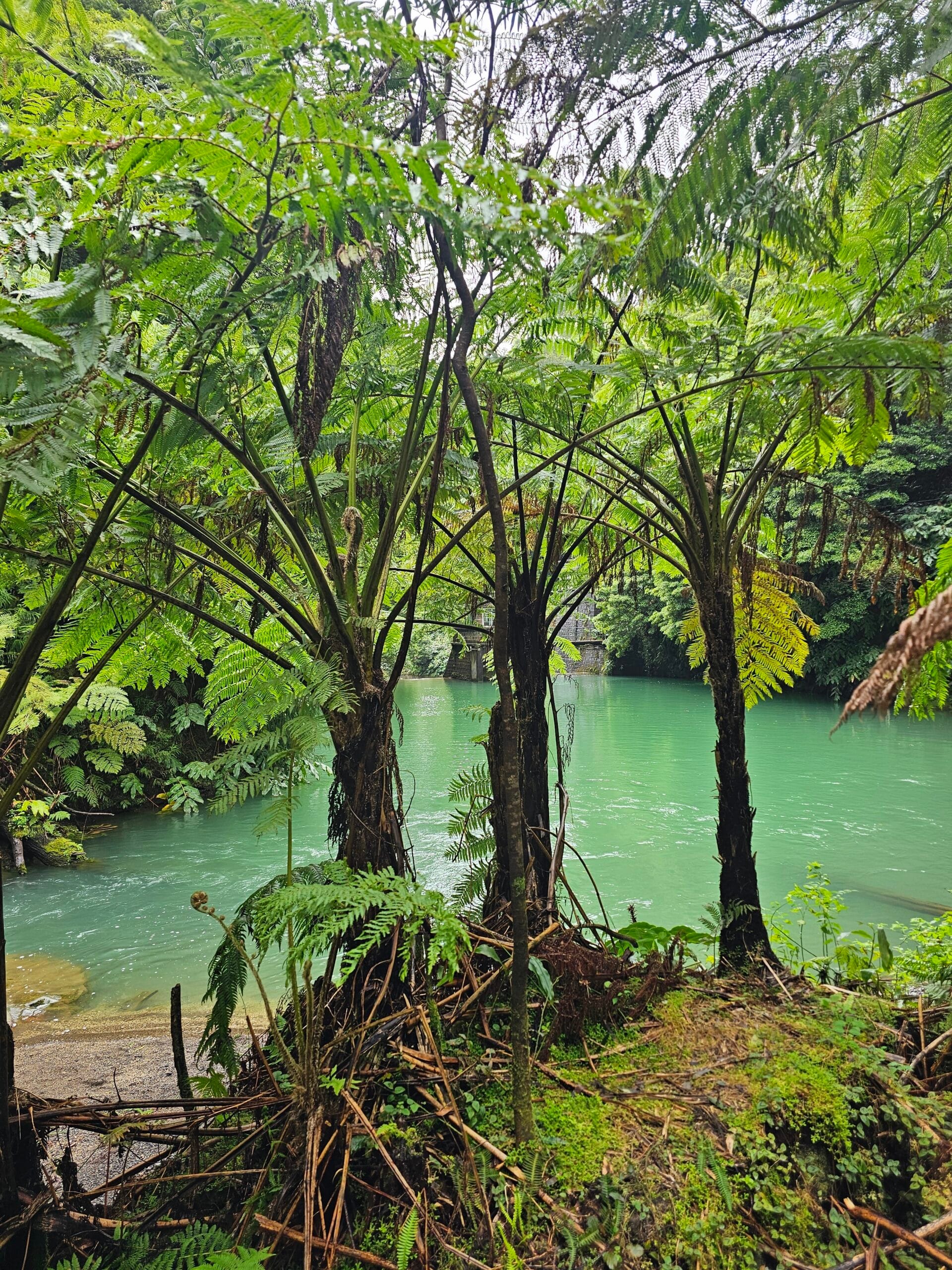 Žygis Azoruose – gamtos rojus